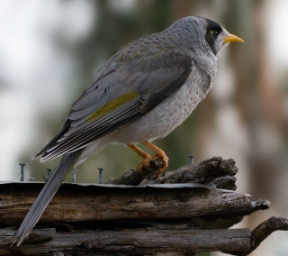 Bird perched wood yellow beak - free bird wallpaper for tablet