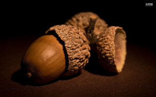 Nut shell table dark background - a shell free wallpaper
