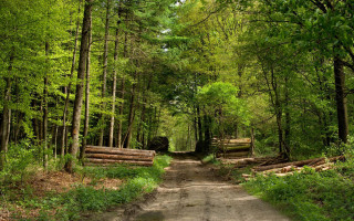 Dirt road forest logs trees - a dirt road in the middle of a forest free wallpaper for desktop