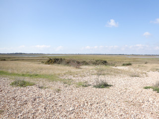 Field dirtroad bushes blue sky - a few bush and bushes free wallpaper