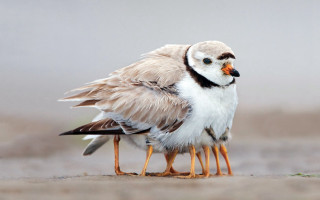 Birds beach sand massurrealism oversized - sandy free wallpaper