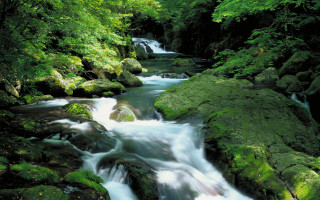 Lush forest stream waterfall rocks 2 - rock and trees free wallpaper