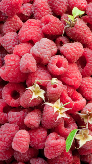 Raspberries green leaf pile bottom - the bottom free wallpaper for mobile