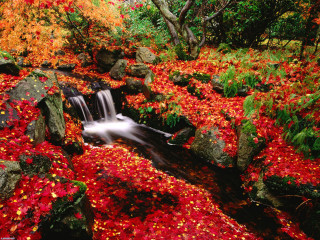 Stream red leaves rocks forest 5 - tree and shrubs free wallpaper