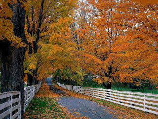 Autumn fence trees leaves sunset - a white fence free wallpaper