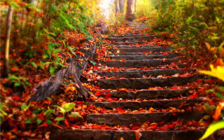 Steps woods leaves ground trees - ada hill walker free wallpaper