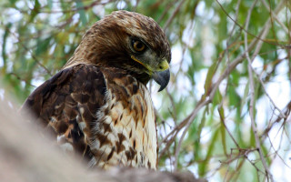 Hawk perched tree camera eye - upper body free wallpaper