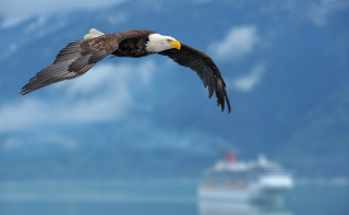 Bird flying water cruise ship - alson s. clark free wallpaper