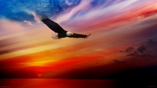 Bald eagle flying sunset clouds - bald free wallpaper