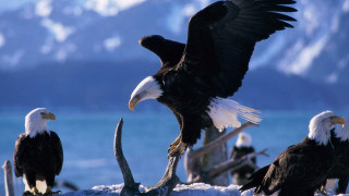 Bald eagles snow field lake - free animals wallpaper for desktop