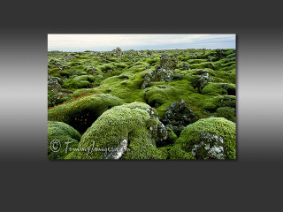 Moss covered rocks plants field - moss free wallpaper