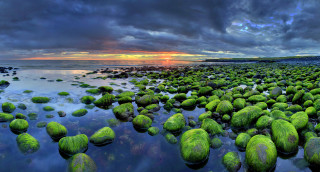 Beach green algae cloudy sky - the distance behind free wallpaper