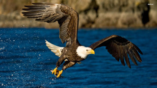 Bald eagle landing water wings 3 - bald free wallpaper