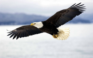 Bald eagle flying water mountains - americo makk free wallpaper