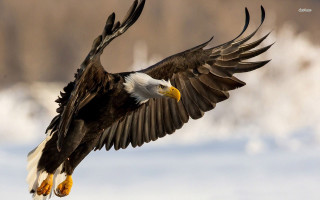 Bald eagle flying wings spread 8 - symbolism free wallpaper