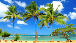 Beach palm trees blue sky 8 - palm tree free wallpaper for desktop