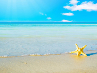 Starfish beach ocean background bright - summer free wallpaper