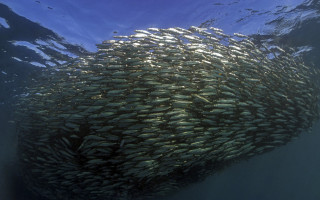 School of fish swimming in - fish eye free wallpaper