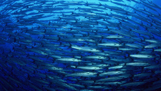 School of fish swimming in 2 - lostfish free wallpaper