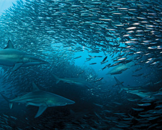 Large group fish swimming ocean 7 - a large group of fish swimming in the ocean together free wallpaper