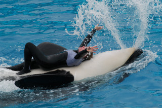 Woman surfboard dolphin jumping water - a woman riding free wallpaper