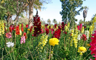 Field of flowers trees blue 2 - a field of flowers free wallpaper
