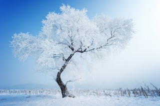 Snowy tree field blue sky - environmental free wallpaper for desktop