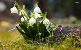 White flowers green field grass - in the grass free wallpaper