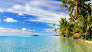 Tropical beach palm trees clear 10 - a tropical beach free wallpaper