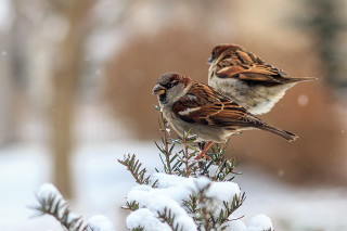 Birds snow forest branch macro - two bird free wallpaper for desktop