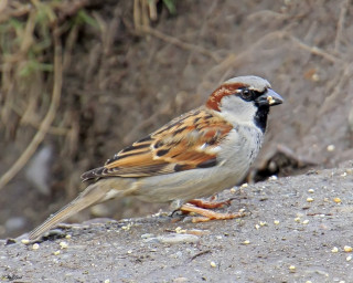 Bird rock bushes dirt grass - dirt free wallpaper