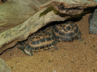 Two turtles hiding under tree - a cave painting free wallpaper for desktop