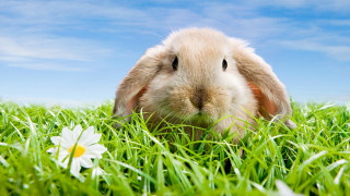 Rabbit flower grass blue sky - a rabbit free wallpaper