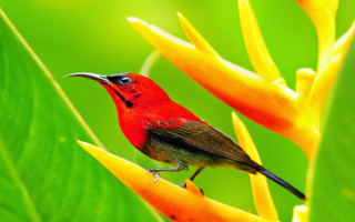 Small bird perched flower green 3 - ding yunpeng free wallpaper