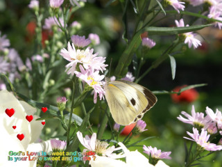 Butterfly flower hearts petals green - red heart free wallpaper