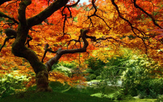Tree branches park river autumn - vibrant color free wallpaper