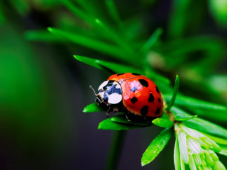 Ladybug green leaf plant nature - a lady bug free wallpaper