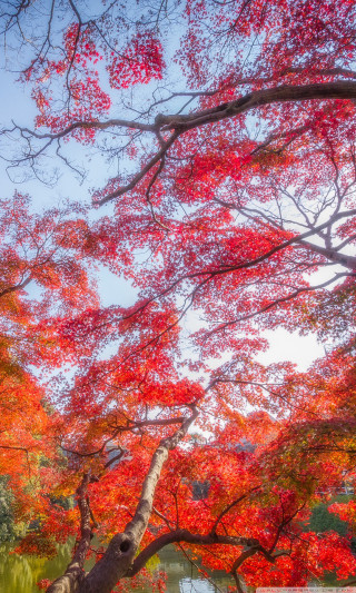 Bench red leaves lake fall - free autumn wallpaper for mobile