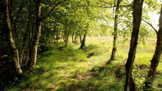Forest path trees grass sunlight - lot of trees free wallpaper