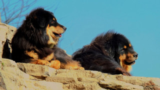 Two dogs rock wall blue - one dog free wallpaper