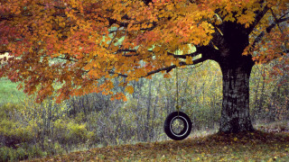 Tire swing fall leaves forest - free motorcycles wallpaper for desktop