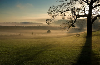 Field tree tire foggy sky - a foggy sky in the background free wallpaper