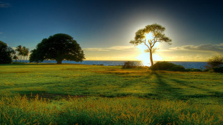 Field tree water sunset sunshine - a sun free wallpaper