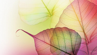 Leaves closeup white background pink - macro photography free wallpaper