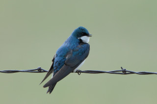 Blue bird fence green background - a green background behind free wallpaper