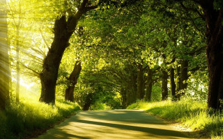 Road trees grass sunshine nature - forest free wallpaper for desktop