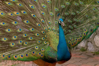 Peacock feathers spread tail display 3 - a peacock free wallpaper