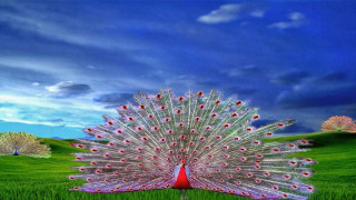 Peacock feathers spread field trees - charles bird king free wallpaper