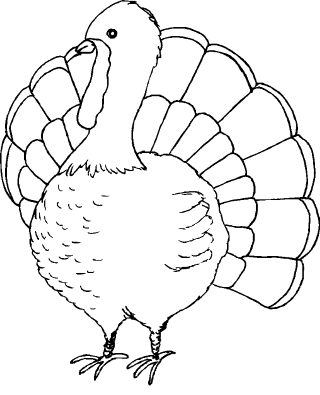 Turkey large head large tail - free holidays wallpaper for mobile
