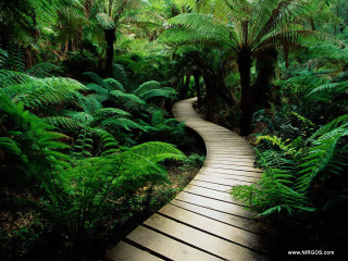Wooden path forest ferns night - a wooden path free wallpaper for desktop